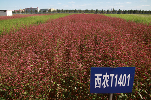 西农观赏品种T1401