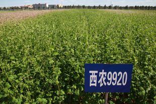西农苦荞品种9920