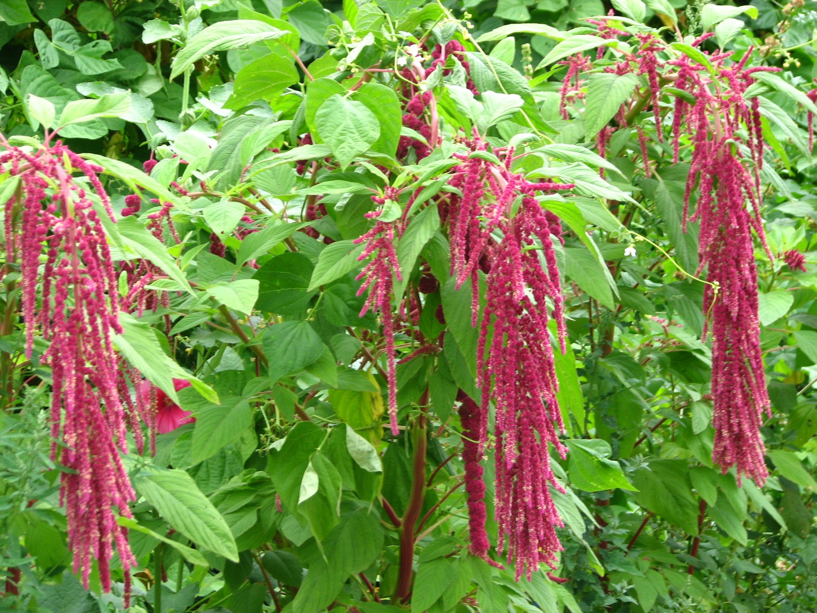 籽粒苋：黑龙江20080807 305.jpg