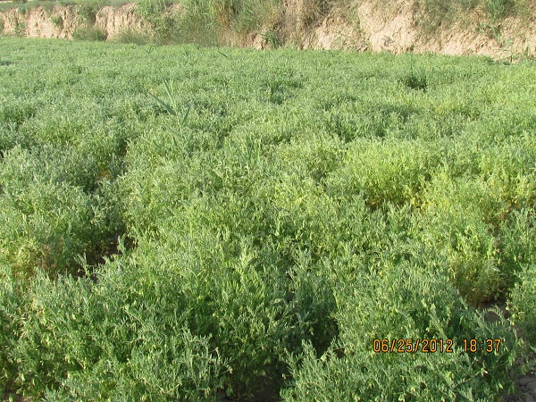 2012.06.25甘肃宁夏区试检查 058.jpg