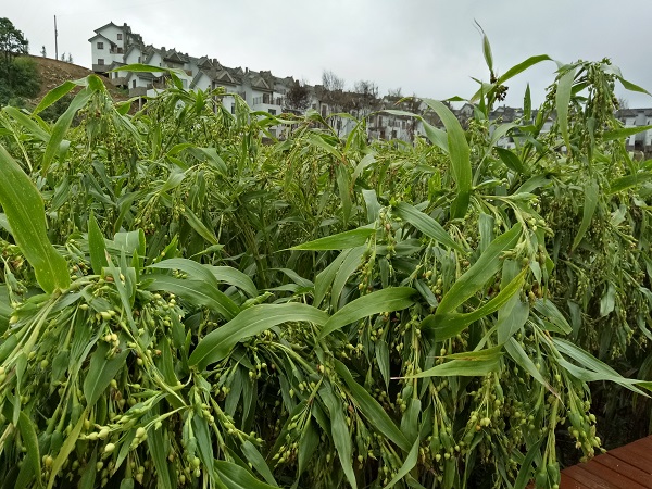 1545377987594896.jpeg IMG20170829095848.jpg