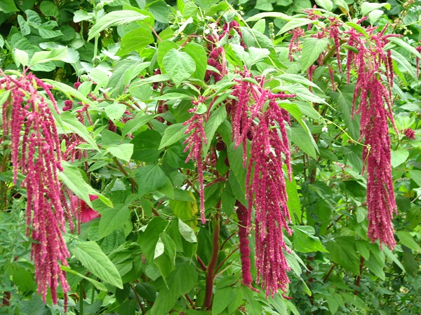 1545378482470637.jpeg 籽粒苋:黑龙江20080807 305.jpg