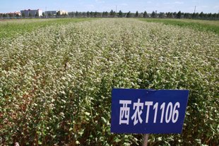 西农甜荞品种K1106.jpg