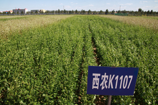 西农苦荞品种K1107.jpg