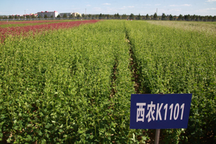 1568769165381436.jpeg 西农苦荞品种K1101.jpg