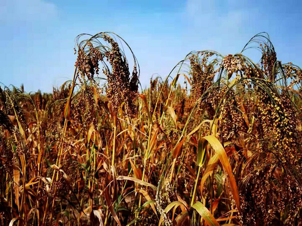 1608256222496523.png 图片1.png